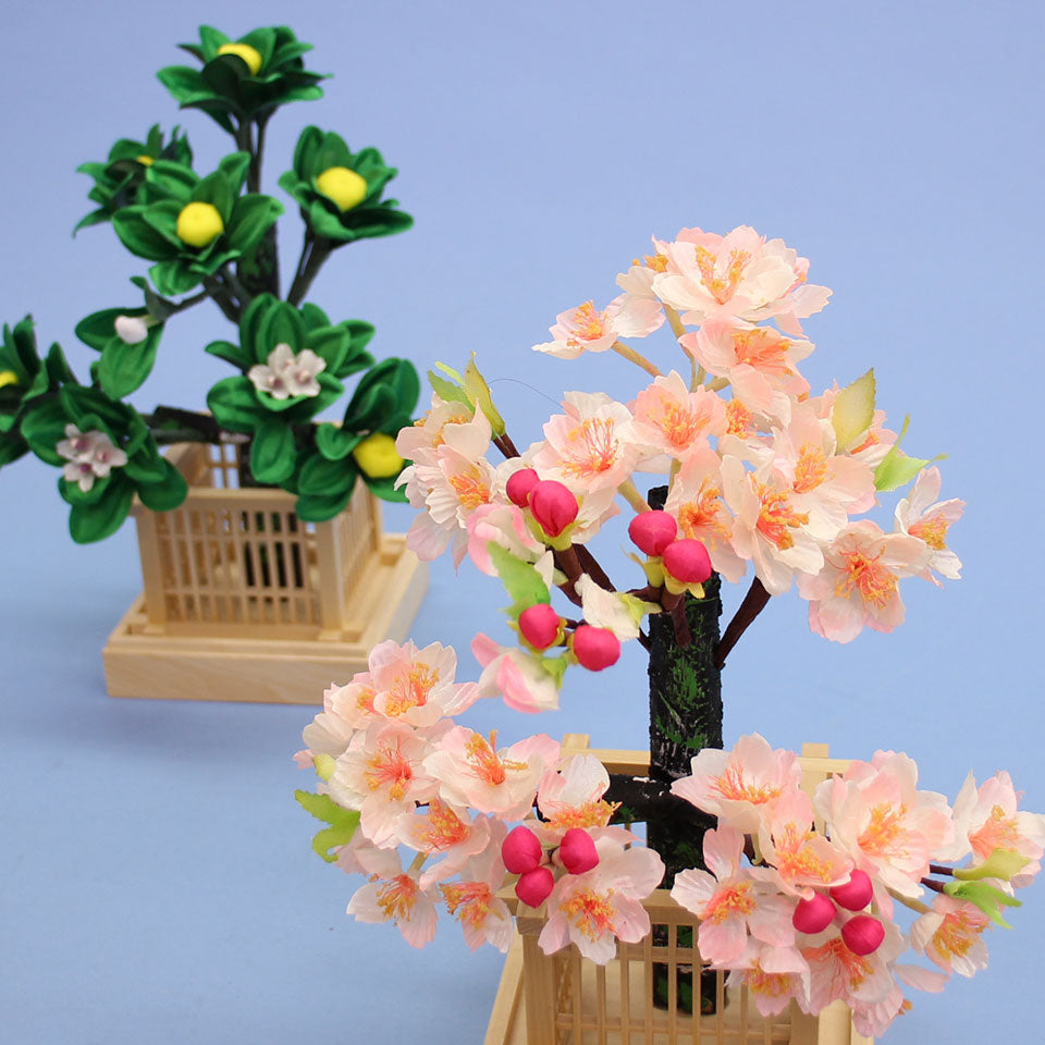 桜橘 高さ25cm6号桜橘