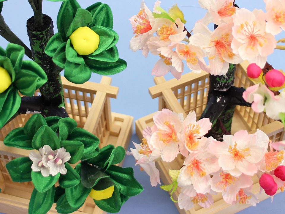 6号桜橘木 ズーム