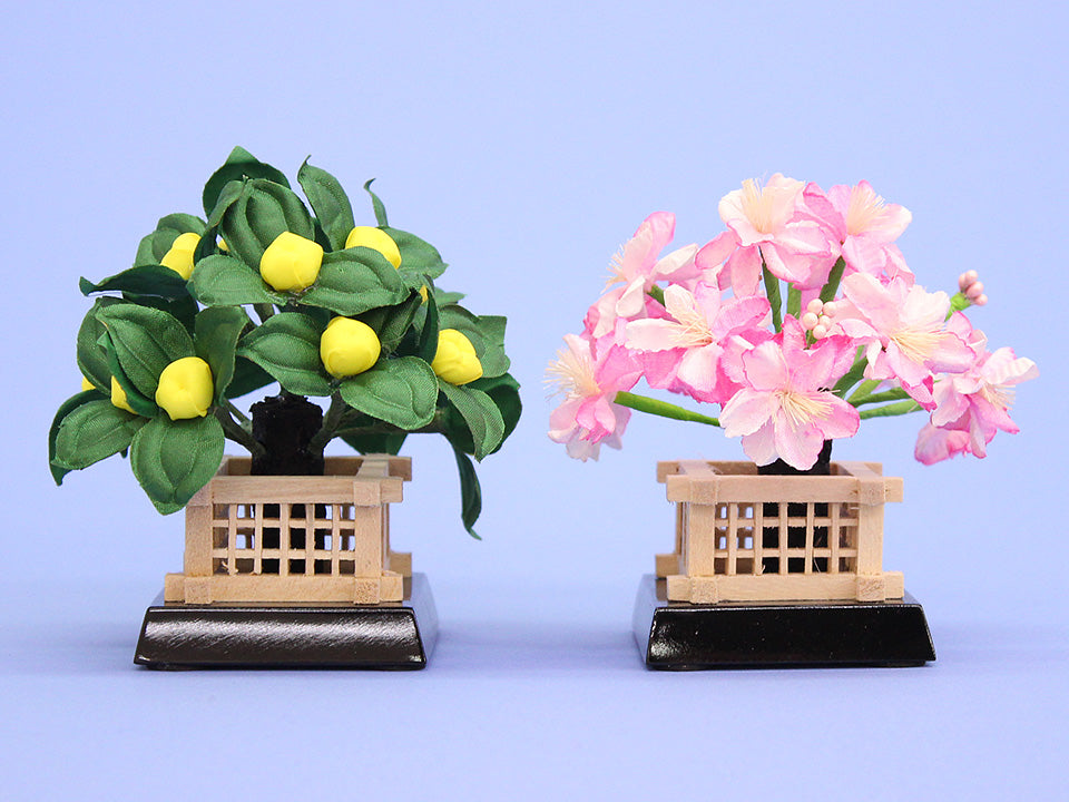 桜橘高さ 7.5cm10号円山