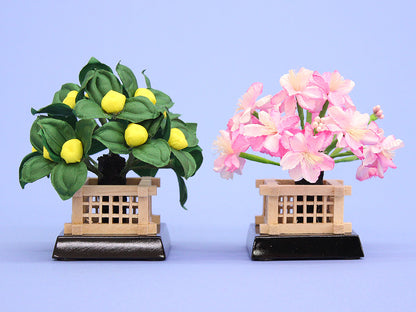 桜橘高さ 7.5cm10号円山