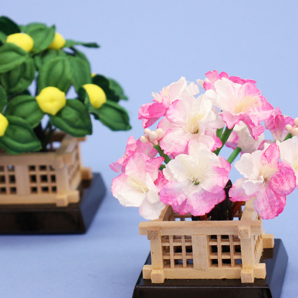 桜橘高さ 7.5cm10号円山　ズーム