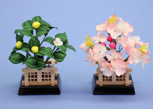 桜橘 高さ 9.0cm 10号麗