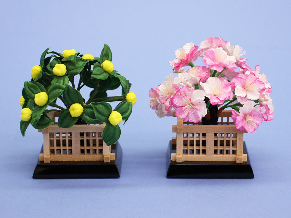 桜橘 高さ 9.0cm15号円山