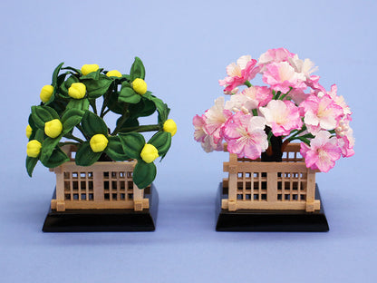 桜橘 高さ 9.0cm15号円山