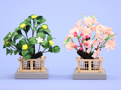 桜橘 高さ16cm25号京 桜橘