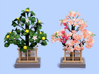 桜橘 高さ36cm40号桜橘 京