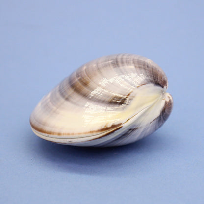 雛人形・雛道具 高級本金手描き絵付き貝合わせ十二単　一対