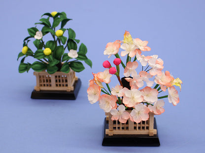 桜橘 高さ10.5cm15号麗