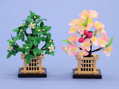 桜橘 高さ14cm大2号桜橘 (木黒井垣)