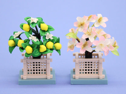 桜橘 高さ 8.5cm豆1号 (P井垣)