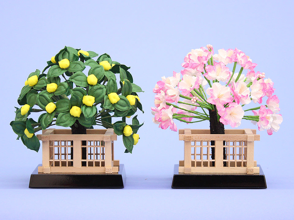 桜橘 高さ16cm25号 円山