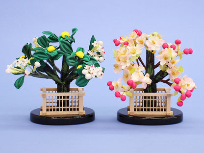 桜橘 高さ15cm平安しだれ桜橘 (黒丸井垣)