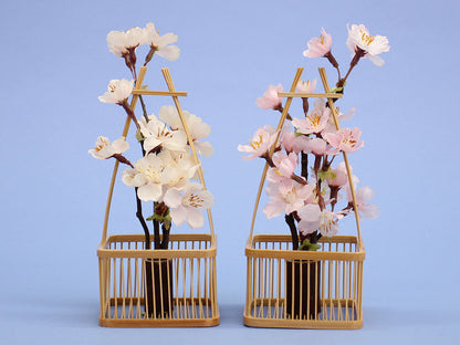 桜橘 高さ19cm桂さくらさくら